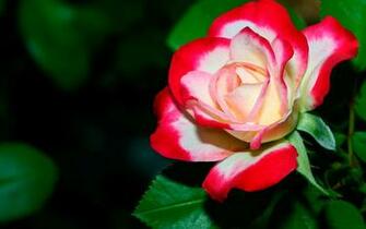Flower Wallpaper Beautiful For