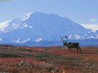 Jordan Hainje Arctic Tundra Biome Activity