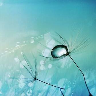 Water Drop On Seed iPad Air Wallpaper iPhone