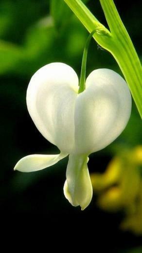 Flori Flower Wallpaper For Lenovo Phone