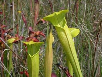 Sarracenia Alata Sarraceniaceae Image At Plantsystematics Org