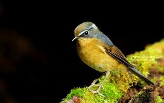 Birds Wildlife Wallpaper Robins