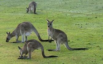 Kangaroo Computer Wallpaper Desktop Background