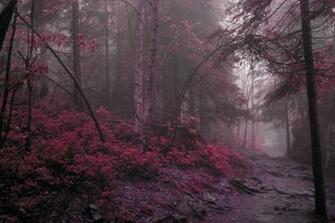Path Wallpaper Nature Forests HD Desktop