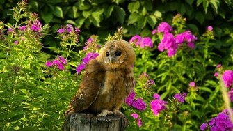 Cute Owl Wallpaper