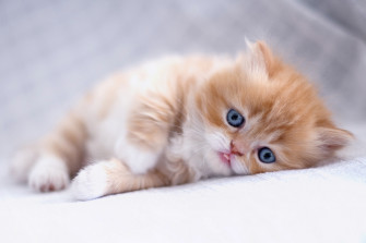 Best Cute Kitten Wallpaper No Of