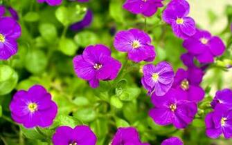 3d Wallpaper For Desktop Full Size Flowers