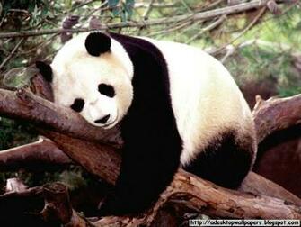 Panda Wallpaper Pc Beautiful