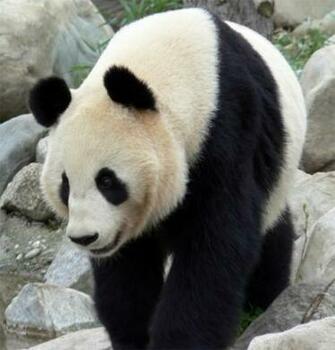Panda Bear Background Wallpaper Desktop Background