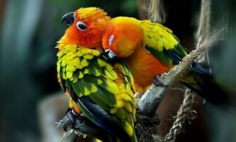 Beautiful Parrots Birds HD Wallpaper