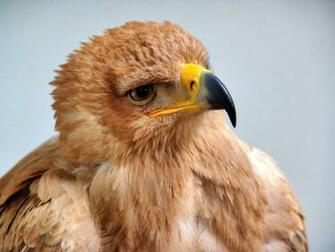 Top HD Animals Wallpaper Like These Click The Link