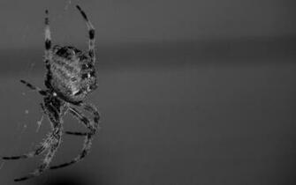 Scary Spider Desktop Wallpaper Background