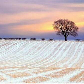 Winter Sunny Snowy Field iPad Wallpaper iPhone
