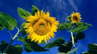 Sunflowers Wallpaper