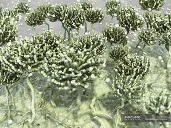 Mold Growing On Wallpaper Computer Artwork Illustration Stock