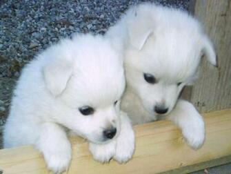 Siberian Husky Puppies The Dog Wallpaper Best