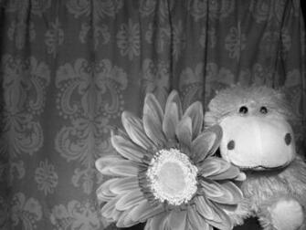 Cute Hippo By Zinnet556