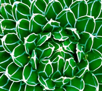Green Flower Android HD Wallpaper