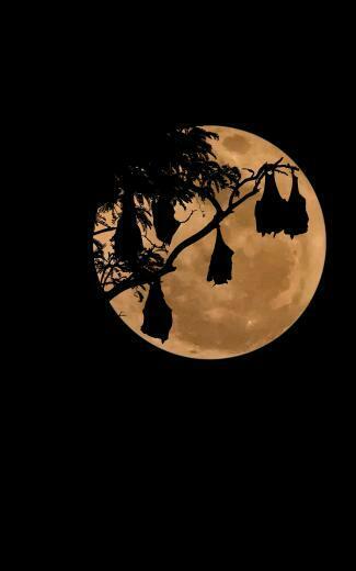 Bare Tree Illustration Bats Moon Night Simple Background HD