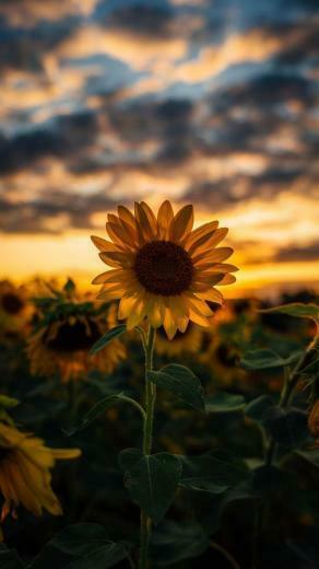 Aesthetic HD iPhone Wallpaper Flowers In Sunflower