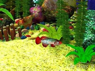 3d Aquarium Screensaver