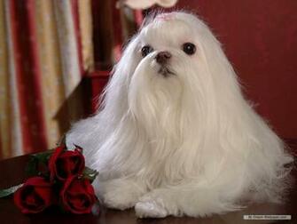 Wallpaper Maltese Dog Index