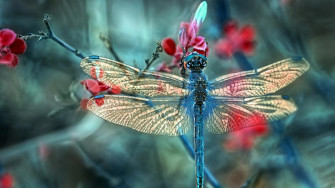 Concept Macro Photography Desktop Wallpaper