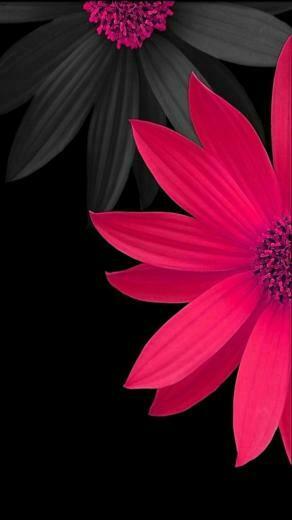 Pink Black Flower Wallpaper Background Christimas
