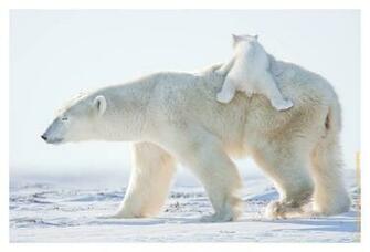 Beautiful Wallpaper Polar Bear