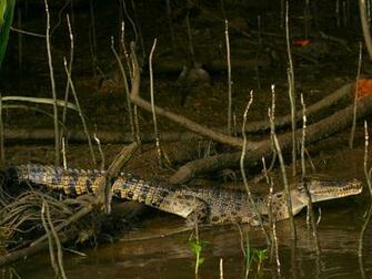 Photo Young Crocodile On A Riverside