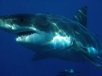 Great White Shark Image HD Wallpaper In Animals Imageci