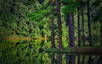 Forest Wallpaper Best Green Nature Tree