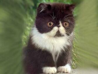 Cute Cartoon Kitten Wallpaper For Imac Widescreen HD Html