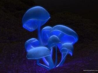 Mushrooms Wallpaper