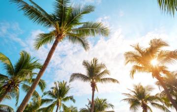 Wallpaper Beach Summer The Sky Palm Trees Shore