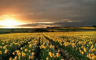 Daffodils Wallpaper