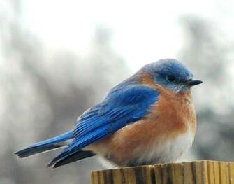 Big Blue Bird Pictures For Dekstop Background Wallpaper