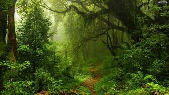 Dark Green Forest Wallpaper