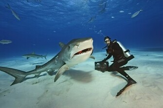 File Name Tiger Shark Wallpaper For Pc Full HD Pictures