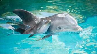 Pink Baby Dolphin HD Wallpaper Background Image