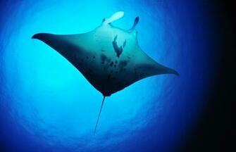 Manta Ray Rays Wallpaper Fish Desktop