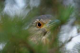 Herons Wallpaper Photos Image Gallery