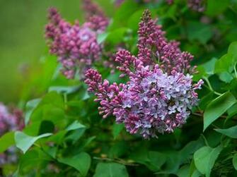 Desktop Wallpaper Of Spring Picture Lilac Bushes Leaf For