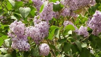 Lilac Bush