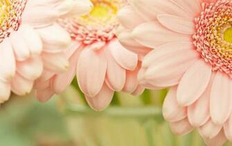 Light Pink Flowers Wallpaper