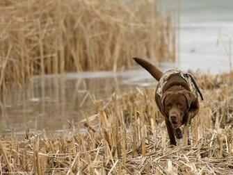 Duck Hunting Wallpaper Image And All To
