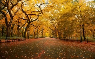Auntum Nature Wallpaper HD