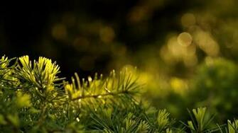Dew On A Pine In The Forest Wallpaper