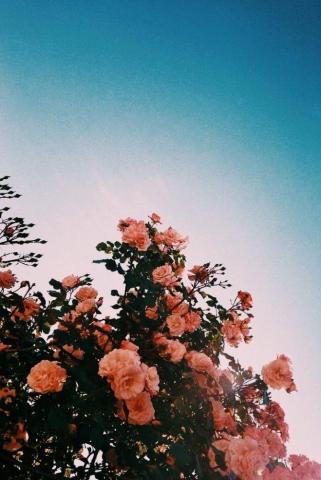 Orange Flowers Love Flower Aesthetic Photography