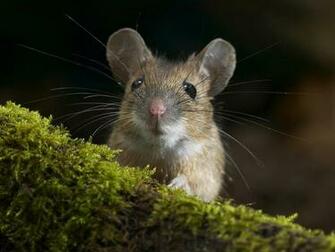 Cute Mouse Wallpaper HD